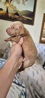 Diamond, a male Miniature Dachshund for sale in Brenham, TX – 5 of 10