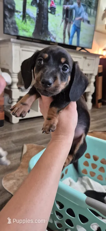 Blue Bonnet – Miniature Dachshund puppy for sale in Brenham, TX