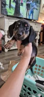 Blue Bonnet, a male Miniature Dachshund for sale in Brenham, TX – 1 of 10