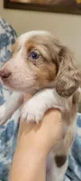 Rose , a female Miniature Dachshund for sale in Brenham, TX – 10 of 10