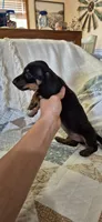 Blue Bonnet, a male Miniature Dachshund for sale in Brenham, TX – 3 of 10