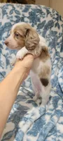 Rose , a female Miniature Dachshund for sale in Brenham, TX – 9 of 10