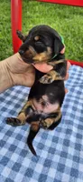 Blue Bonnet, a male Miniature Dachshund for sale in Brenham, TX – Photo 2 of 5