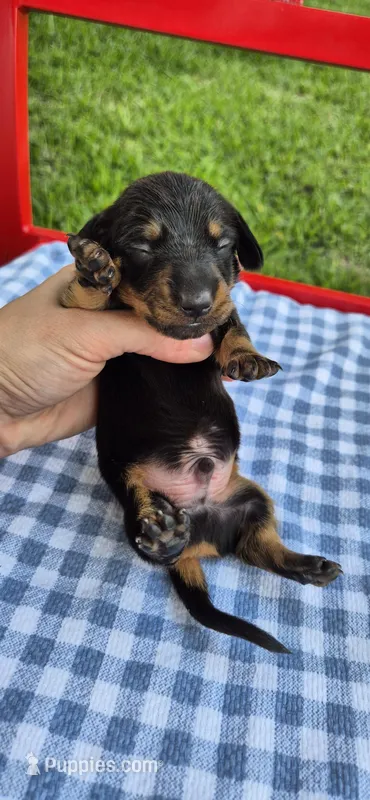 Blue Bonnet – Miniature Dachshund puppy for sale in Brenham, TX