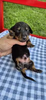 Blue Bonnet, a male Miniature Dachshund for sale in Brenham, TX – Photo 1 of 5