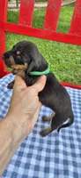 Blue Bonnet, a male Miniature Dachshund for sale in Brenham, TX – Photo 5 of 5