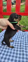 Blue Bonnet, a male Miniature Dachshund for sale in Brenham, TX – Photo 4 of 5