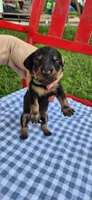 Blue Bonnet, a male Miniature Dachshund for sale in Brenham, TX – Photo 3 of 5