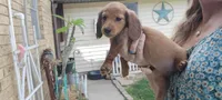 Popcorn, a female Miniature Dachshund for sale in Brenham, TX – Photo 6 of 6