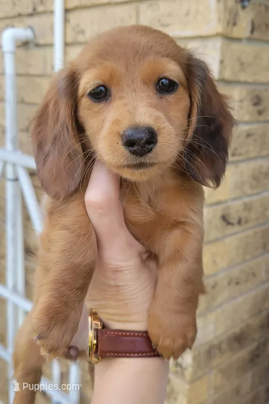 Popcorn – Miniature Dachshund puppy for sale in Brenham, TX