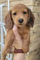 Popcorn, a female Miniature Dachshund for sale in Brenham, TX – Photo 1 of 6