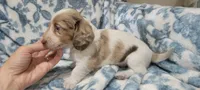 Rose , a female Miniature Dachshund for sale in Brenham, TX – 8 of 10