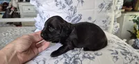 Spruce, a male Miniature Dachshund for sale in Brenham, TX – 3 of 8