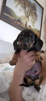 Blue Bonnet, a male Miniature Dachshund for sale in Brenham, TX – 10 of 10