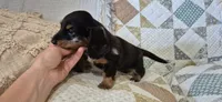 Winter, a male Miniature Dachshund for sale in Brenham, TX – 5 of 10