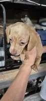 Diamond, a male Miniature Dachshund for sale in Brenham, TX – 6 of 10