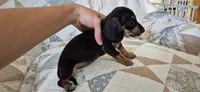 Spring, a female Miniature Dachshund for sale in Brenham, TX – 7 of 10