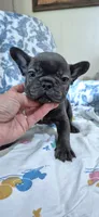 Cobalt, a male French Bulldog for sale in Brenham, TX – 5 of 10
