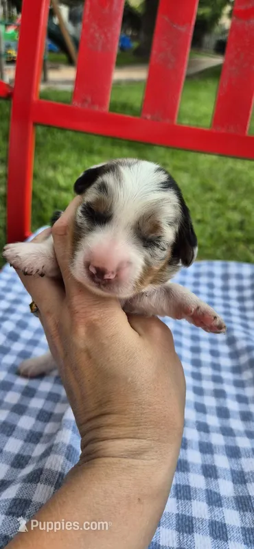 Summer – Miniature Dachshund puppy for sale in Brenham, TX