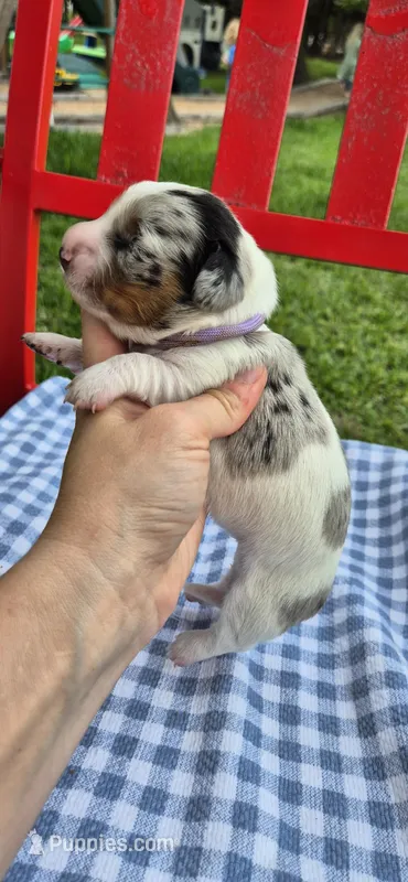 Summer – Miniature Dachshund puppy for sale in Brenham, TX