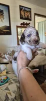 Peach, a female Miniature Dachshund for sale in Brenham, TX – 3 of 10