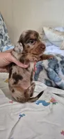 Azul, a male Miniature Dachshund for sale in Brenham, TX – 1 of 10