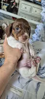 Magnolia, a female Miniature Dachshund for sale in Brenham, TX – 5 of 10
