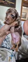 Azul, a male Miniature Dachshund for sale in Brenham, TX – 5 of 10