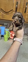 Maple, a female Miniature Dachshund for sale in Brenham, TX – 6 of 10