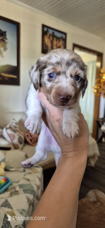 Chestnut – Miniature Dachshund puppy for sale in Brenham, TX