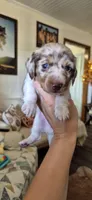 Chestnut, a male Miniature Dachshund for sale in Brenham, TX – 1 of 10