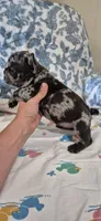 Emerald, a male French Bulldog for sale in Brenham, TX – 4 of 10
