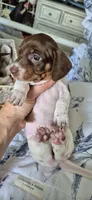 Magnolia, a female Miniature Dachshund for sale in Brenham, TX – 3 of 10