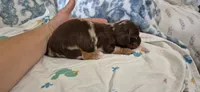 Topaz, a female Miniature Dachshund for sale in Brenham, TX – 2 of 10