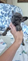 Opal, a female French Bulldog for sale in Brenham, TX – 2 of 10