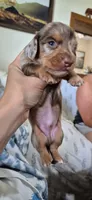 Azul, a male Miniature Dachshund for sale in Brenham, TX – 8 of 10