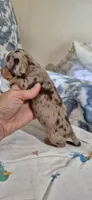 Garnet, a male Miniature Dachshund for sale in Brenham, TX – 5 of 10