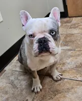 Banjo , a male French Bulldog for sale in Brenham, TX – 9 of 9