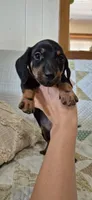 Blue Bonnet, a male Miniature Dachshund for sale in Brenham, TX – 8 of 10