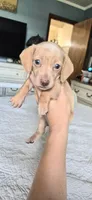 Diamond, a male Miniature Dachshund for sale in Brenham, TX – 10 of 10