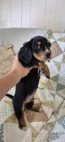 Windy, a male Miniature Dachshund for sale in Brenham, TX – 6 of 10