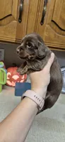 Maple, a female Miniature Dachshund for sale in Brenham, TX – 8 of 10