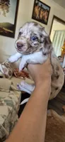 Peach, a female Miniature Dachshund for sale in Brenham, TX – 2 of 10