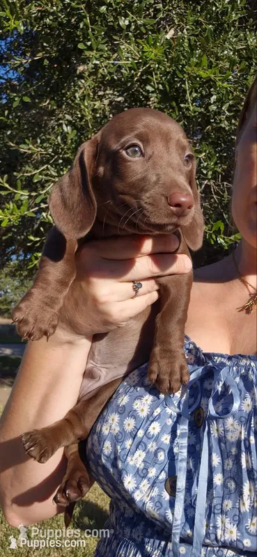 Oakley  – Miniature Dachshund puppy for sale in Brenham, TX