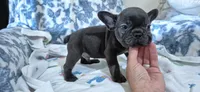 Cobalt, a male French Bulldog for sale in Brenham, TX – 2 of 10