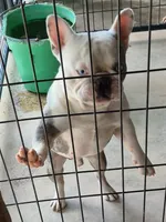 Banjo , a male French Bulldog for sale in Brenham, TX – 2 of 9