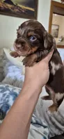 Topaz, a female Miniature Dachshund for sale in Brenham, TX – 1 of 10