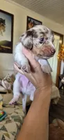 Chestnut, a male Miniature Dachshund for sale in Brenham, TX – 7 of 10
