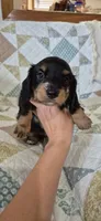 Winter, a male Miniature Dachshund for sale in Brenham, TX – 1 of 10