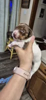 Mag, a female Miniature Dachshund for sale in Brenham, TX – 3 of 7